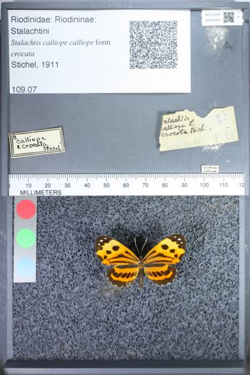 Media type: image;   Entomology 74931